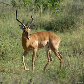 Impala mâle (2)