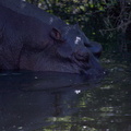 Hippo plongeant
