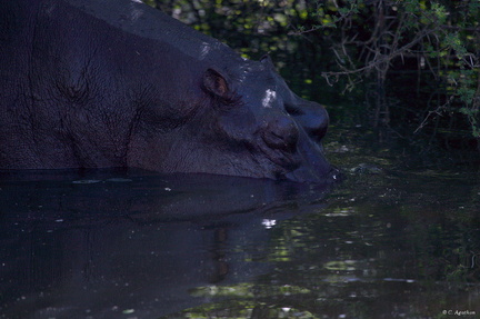 Hippo plongeant