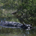 Hippo en surface