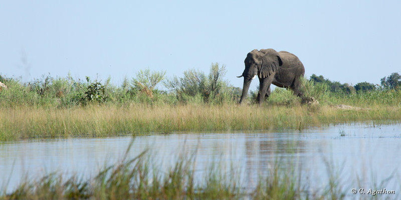 Éléphant dans l'Okavango