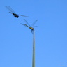 Libellules (3)
