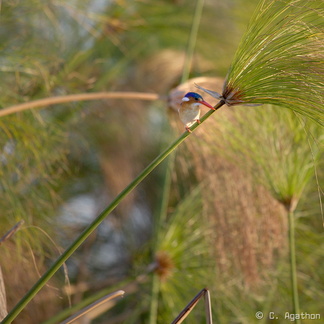 Martin-pêcheur huppé dans les papyrus de l'Okavango