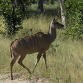 Femelle kudu (4)