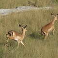 Jeunes impalas en fuite