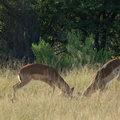 Séquence bagarre impalas (2)