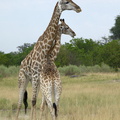 Femelle girafe et jeune