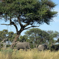 Éléphants en marche