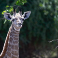 Jeune girafe (portrait)
