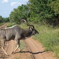 Grand kudu mâle (5)