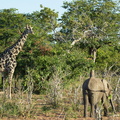 Girafe et éléphant