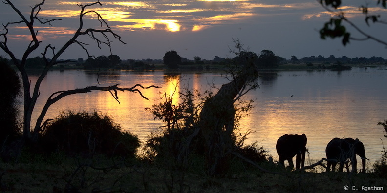 Le soir sur la rivière Chobe