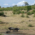 Bufles et impalas à Chobe