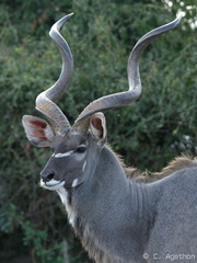 Portrait de kudu