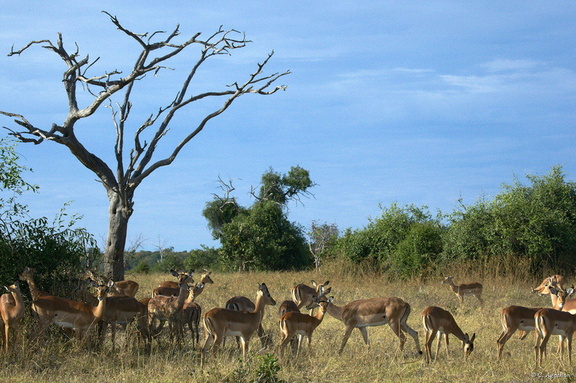 Impalas à Chobe