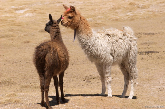 Jeunes lamas