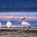 Pélicans au bord du lac Nakuru