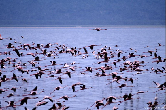 Vol de flamants sur le lac Nakuru