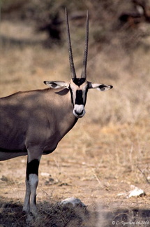 Portrait d'Oryx