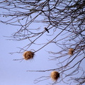 Branches, nids et oiseau