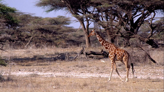 Girafe Réticulée (2)
