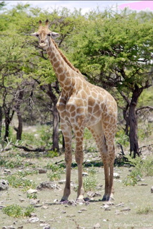 Jeune girafe (1)