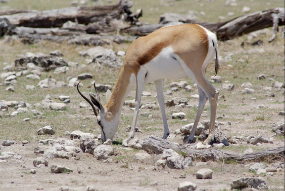 Gazelle antidorcas