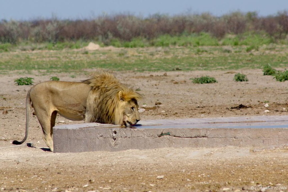 Lion à Ozonjuitji m'Bari (1)