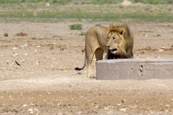 Lion à Ozonjuitji m'Bari (2)