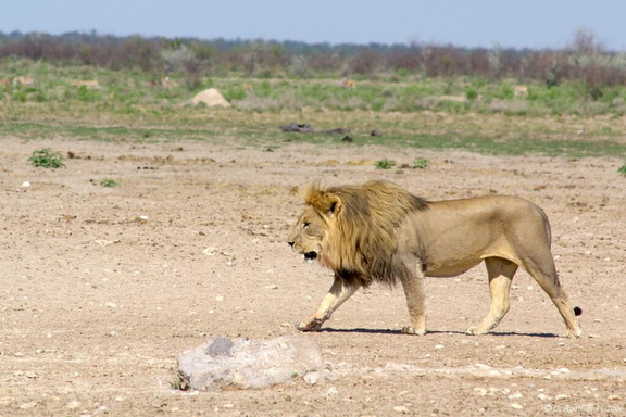 Lion à Ozonjuitji m'Bari (3)