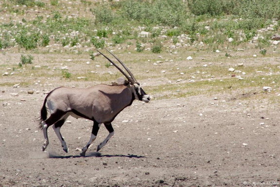 Oryx au galop