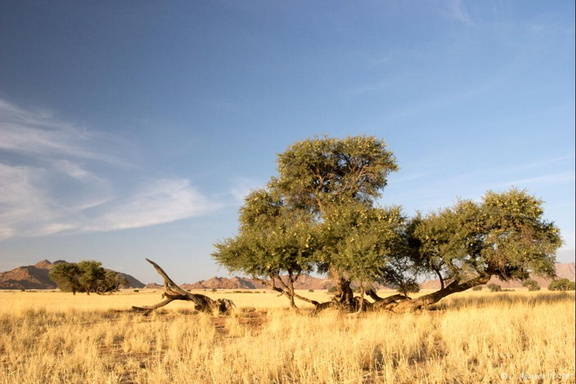 Acacia dans le Namib-Naukluft