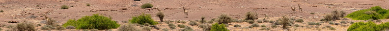 Girafes et paysage du Damaraland_180