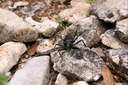 Insecte Sarde (1)