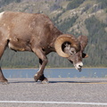 Mouflon sur la Yellowhead Highway