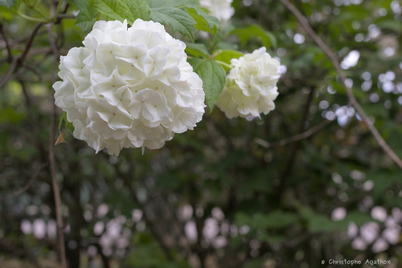 Fleur blanche « pompon »