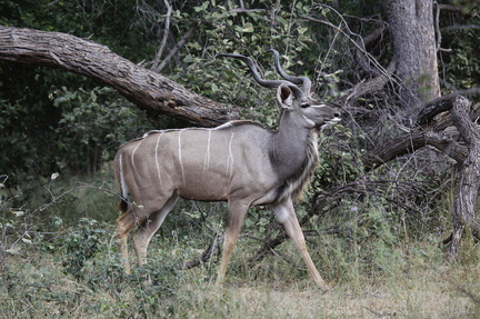 Grand kudu mâle (1)