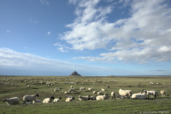 Moutons, prés salés, et Mont
