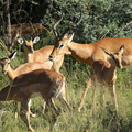 Impalas à Popa Falls