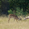 Séquence bagarre impalas (3)