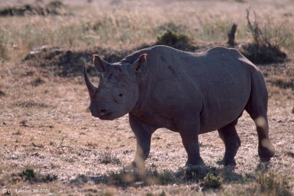 Rhinoc&eacute;ros noir (3)