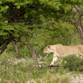 Lionne dans le bush