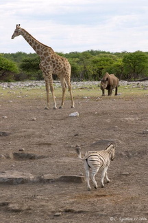Girafe, rhino et zèbre