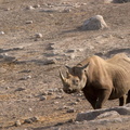 Rhino noir (2)