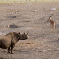 Rhino et impala