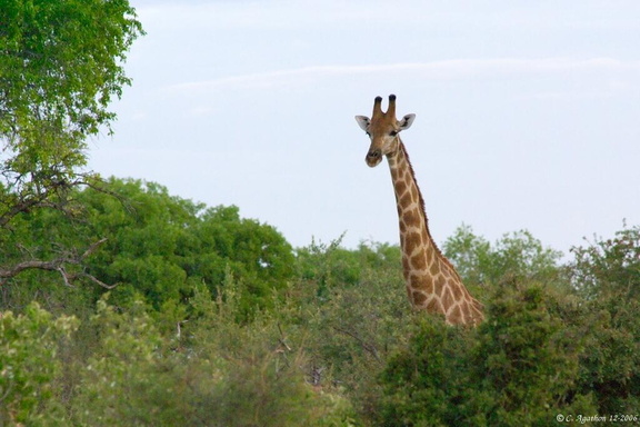 Girafe périscopique