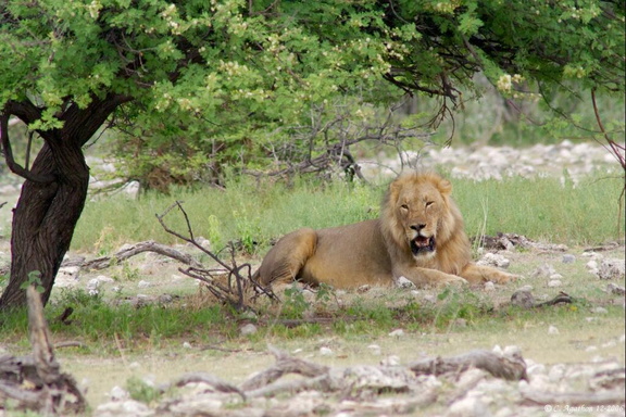 Lion sous un acacia