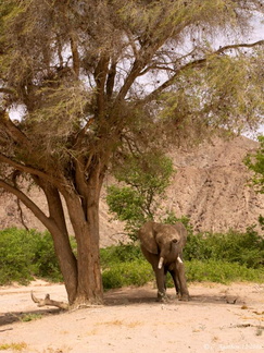 Eléphant sous un acacia (2)
